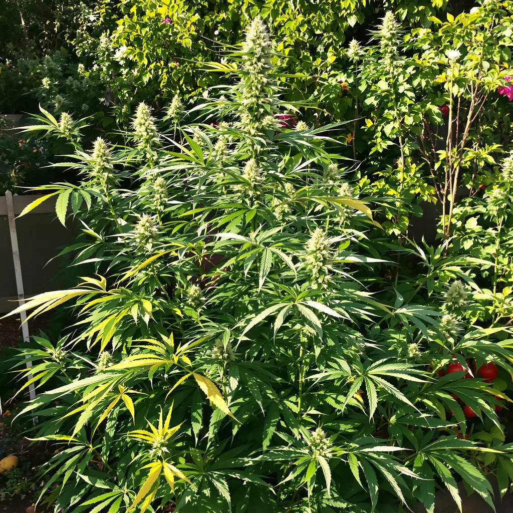 Casey Jones 25% indica / 80% sativa — fleur avec trichomes visibles