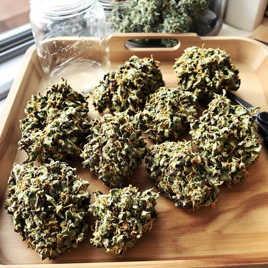 Casper OG 71% indica / 29% sativa — fleur avec trichomes visibles