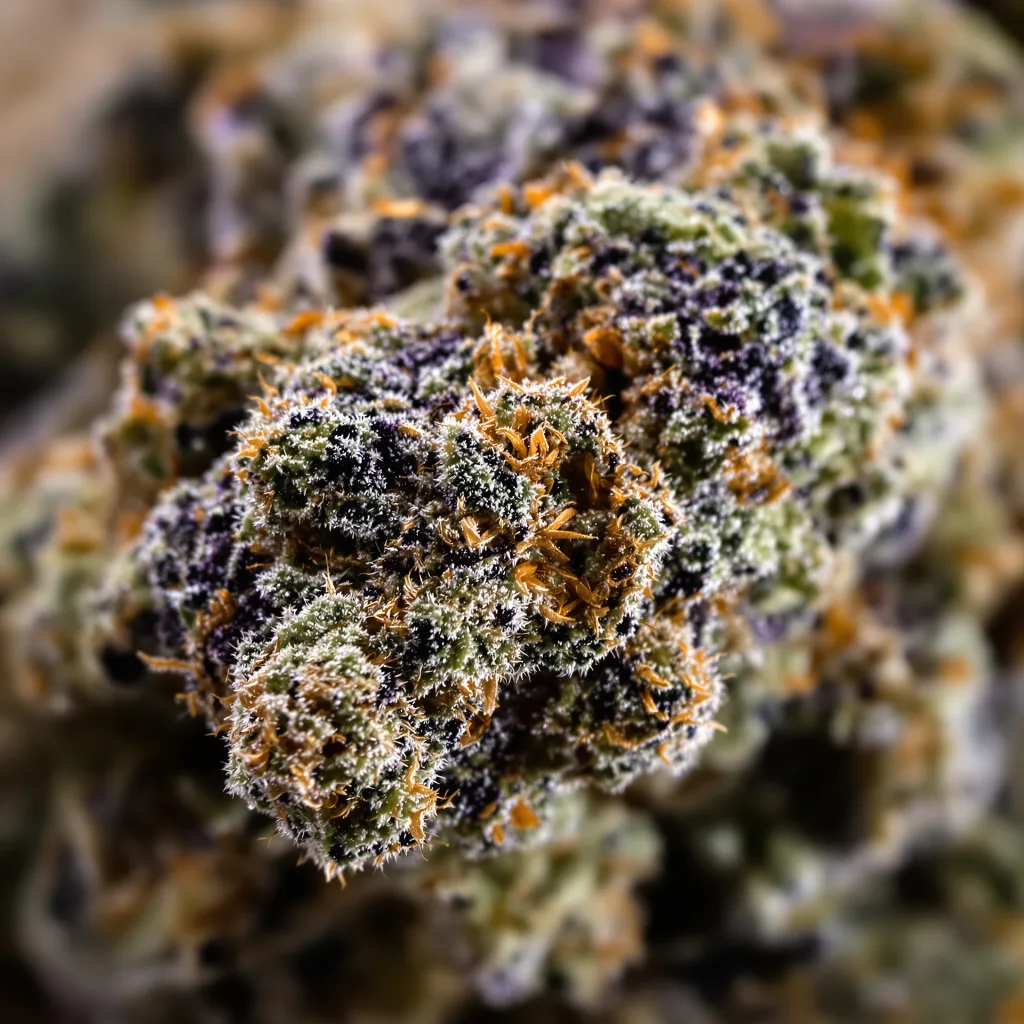 Gros plan de fleur de cannabis Cataract Kush montrant calices denses aux reflets violets