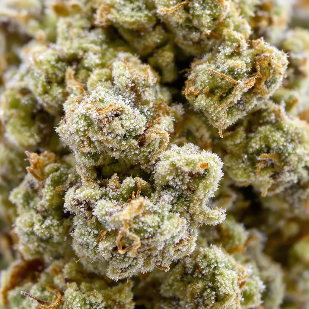 Gros plan de fleur de cannabis CBD Blueberry montrant fleur claire à faible résine