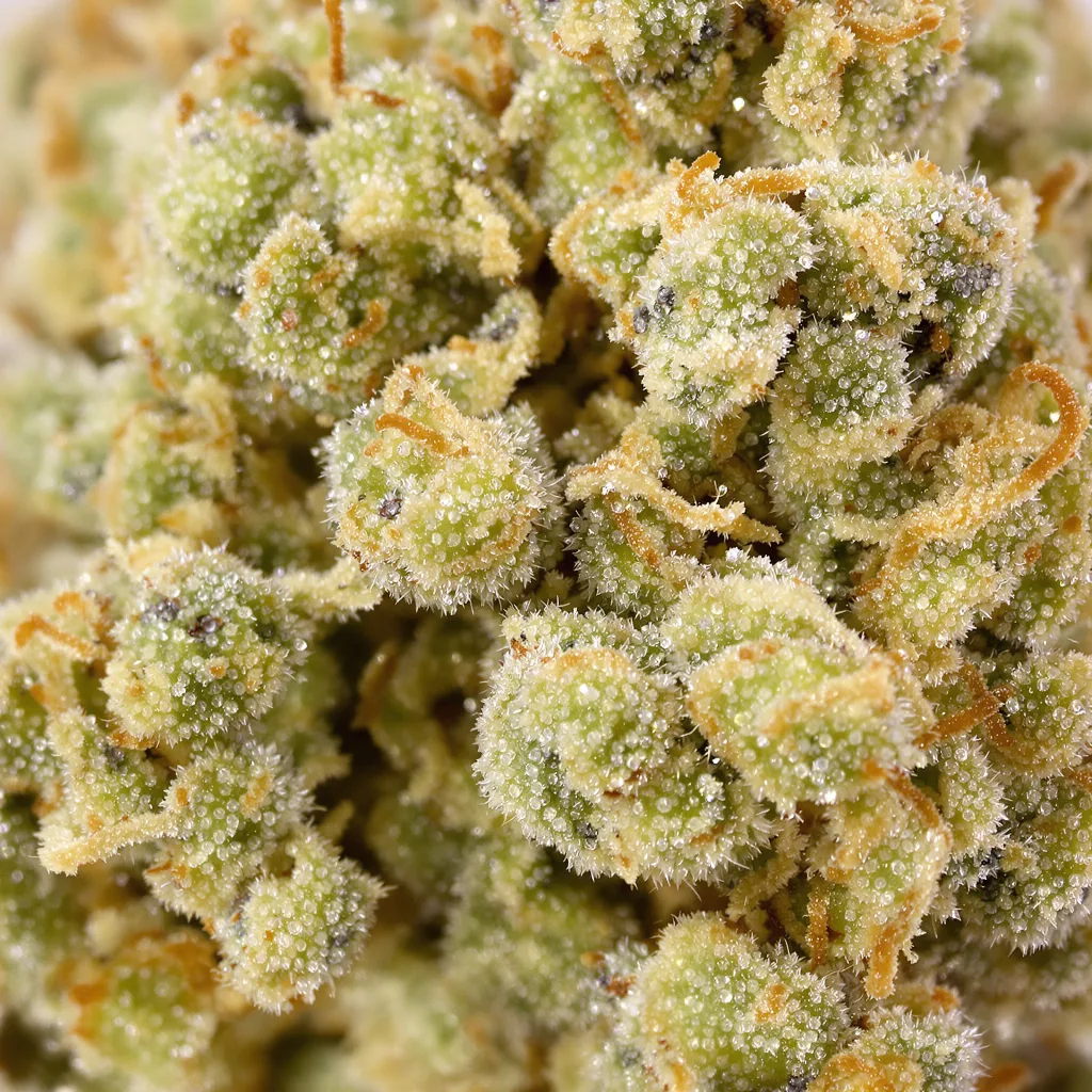 Gros plan de fleur de cannabis CBD Cream &amp; Cheese montrant fleur claire à faible résine