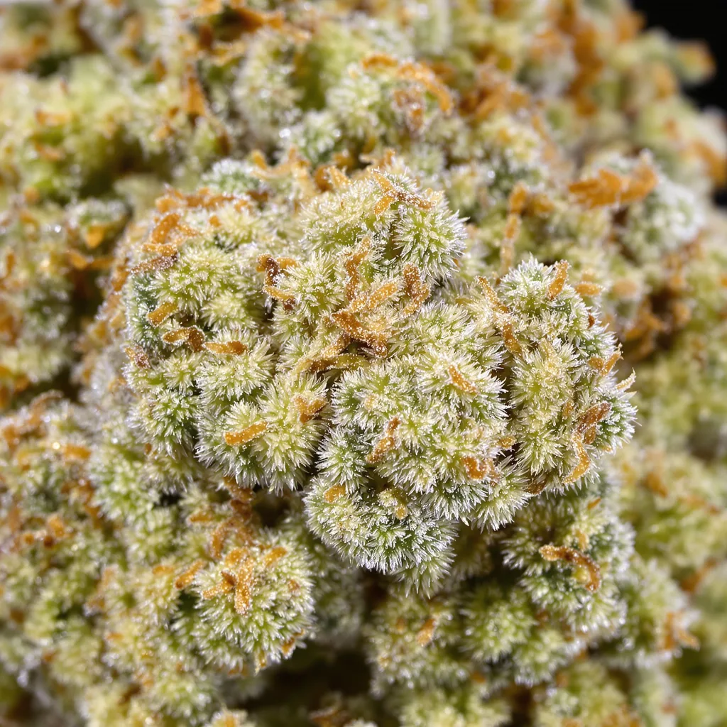 Gros plan de fleur de cannabis CBD Haze montrant fleur claire à faible résine
