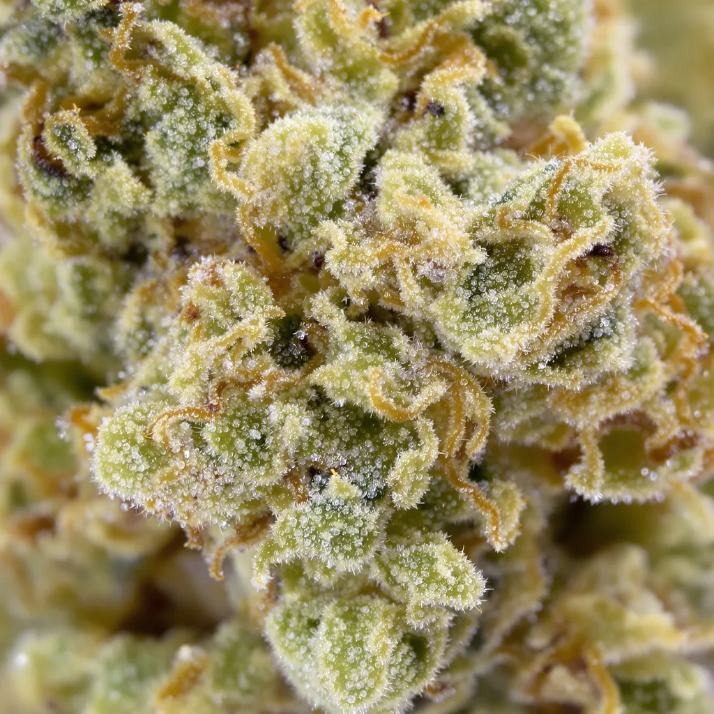 Gros plan de fleur de cannabis CBD Moby Dick montrant fleur claire à faible résine