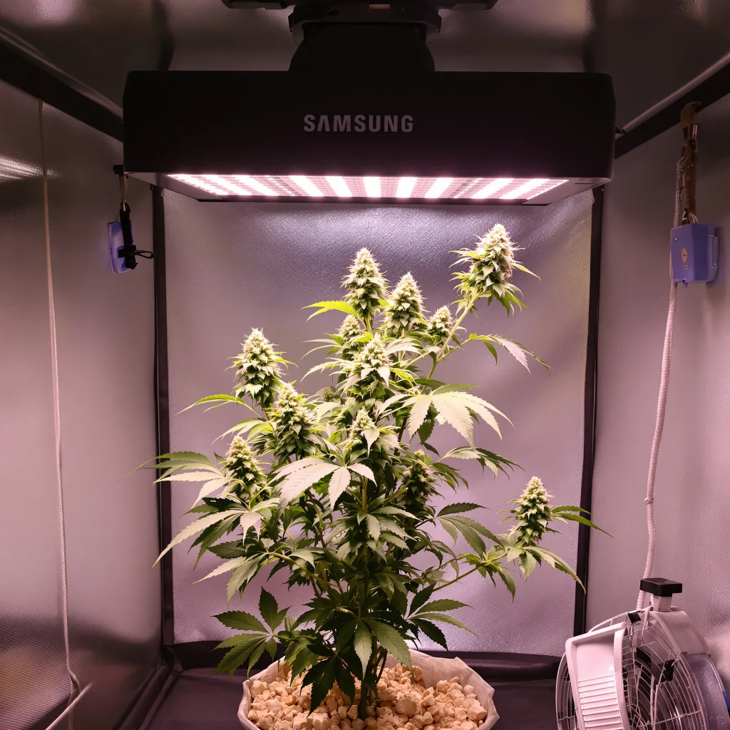 Plante de cannabis CBD Shark en floraison — 120-180 cm féminisée