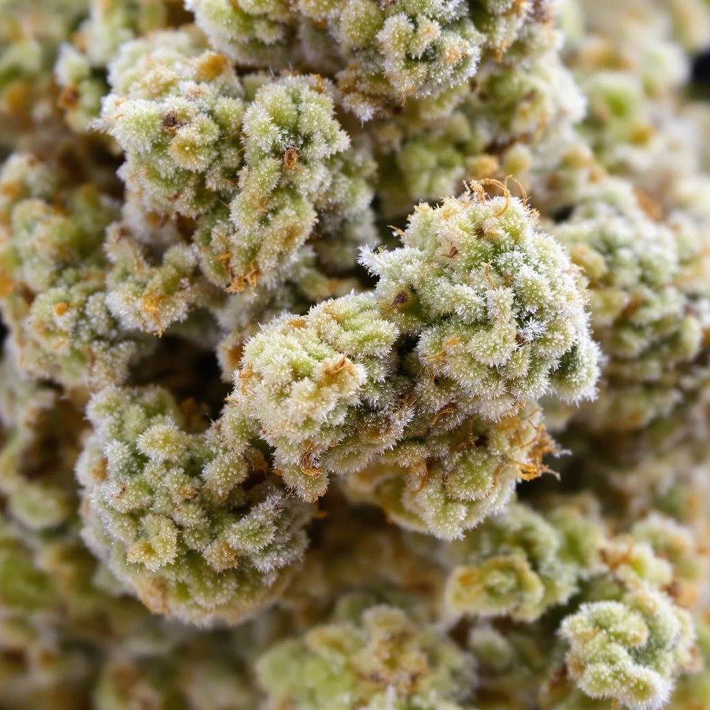 Gros plan de fleur de cannabis CBD Shark montrant fleur claire à faible résine