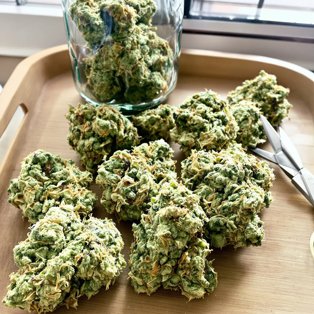 CBD Stress Killer 59% indica / 41% sativa — fleur avec trichomes visibles