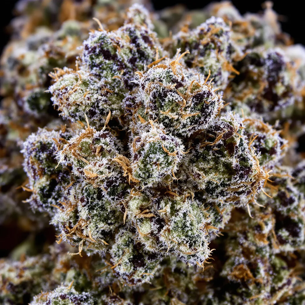 Gros plan de fleur de cannabis Cement Shoes montrant calices denses aux reflets violets