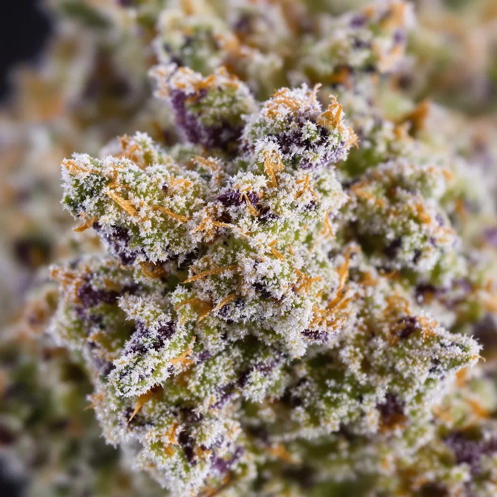 Gros plan de fleur de cannabis Cereal Milk montrant structure ouverte avec pistils orangés
