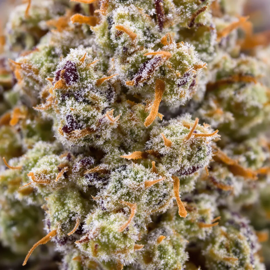 Gros plan de fleur de cannabis Charlie Sheen montrant nugs denses vert forêt