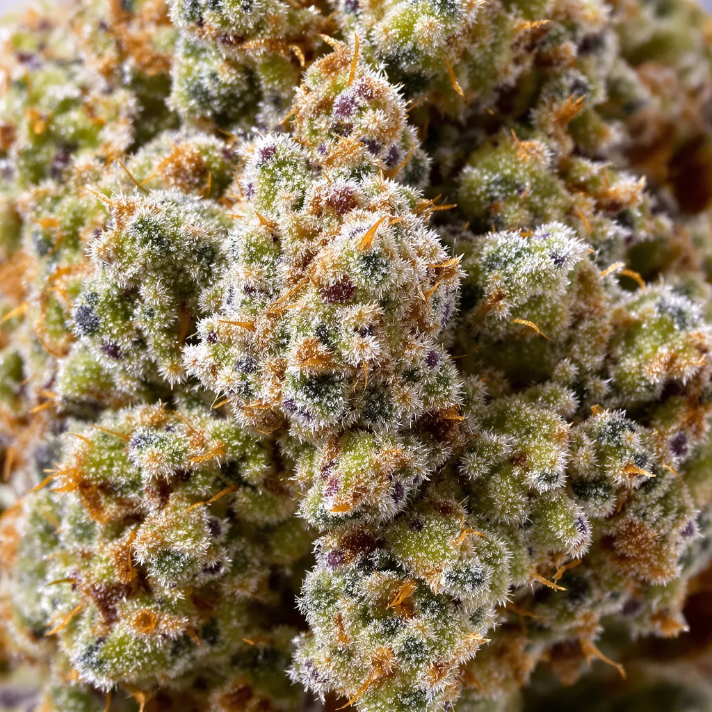 Gros plan de fleur de cannabis Cheeseburger montrant structure ouverte avec pistils orangés