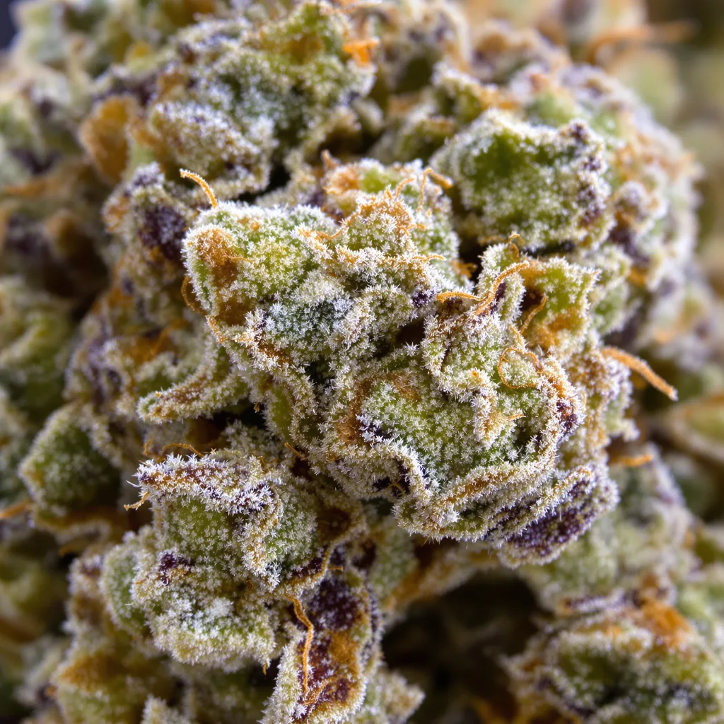 Gros plan de fleur de cannabis Chem Crush montrant structure ouverte avec pistils orangés