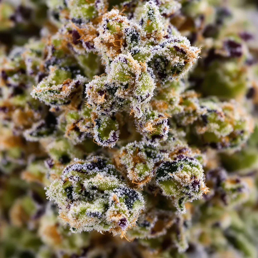 Gros plan de fleur de cannabis Chem D.O.G. montrant structure équilibrée avec trichomes givrés
