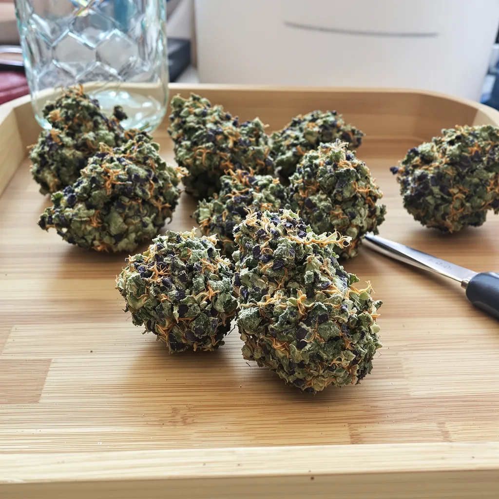 Chemo 66% indica / 34% sativa — fleur avec trichomes visibles