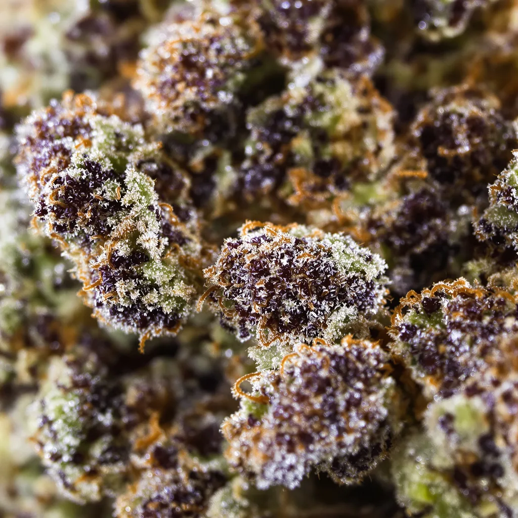 Gros plan de fleur de cannabis Chemo montrant calices denses aux reflets violets
