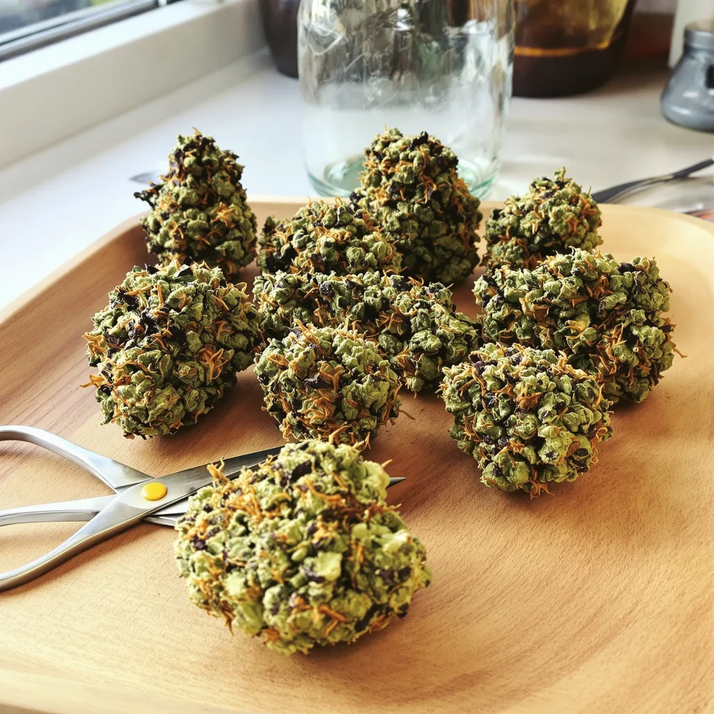 Cherry Kush 75% indica / 25% sativa — fleur avec trichomes visibles