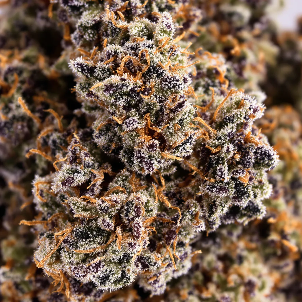 Gros plan de fleur de cannabis Cherry Kush montrant calices denses aux reflets violets