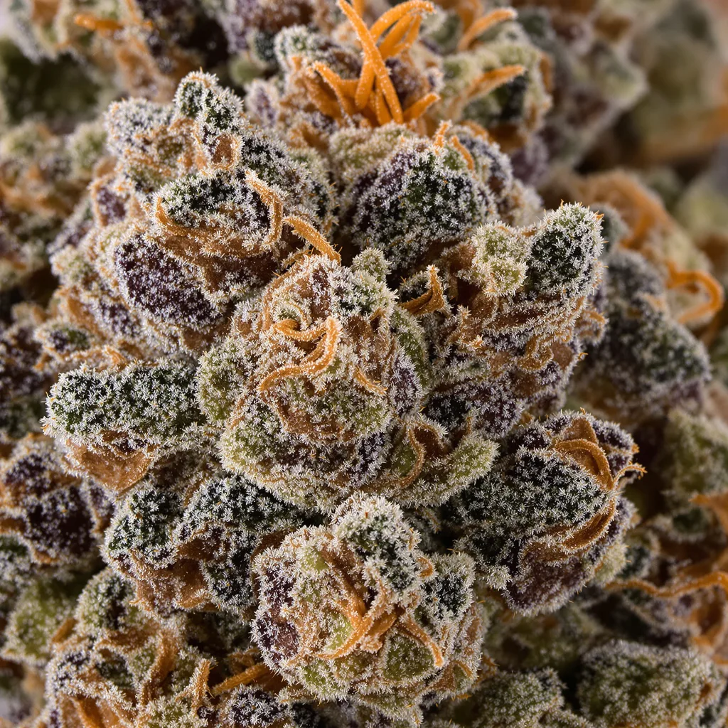 Gros plan de fleur de cannabis Cherry Kush montrant calices denses aux reflets violets