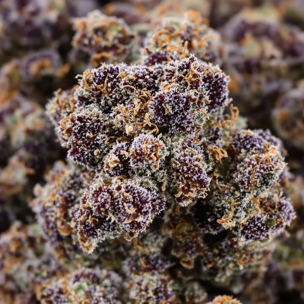 Gros plan de fleur de cannabis Cherry OG montrant calices denses aux reflets violets
