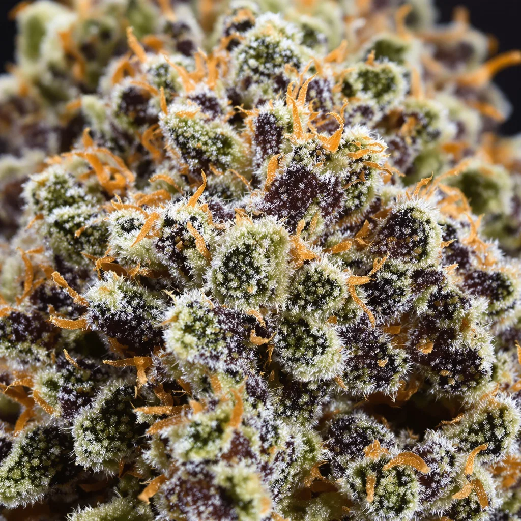 Gros plan de fleur de cannabis Cherry Pie montrant calices denses aux reflets violets
