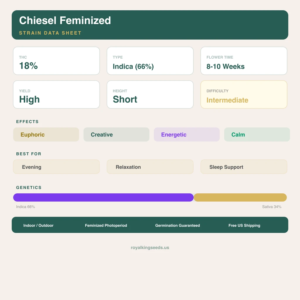 Chiesel 66% indica / 34% sativa — fleur avec trichomes visibles