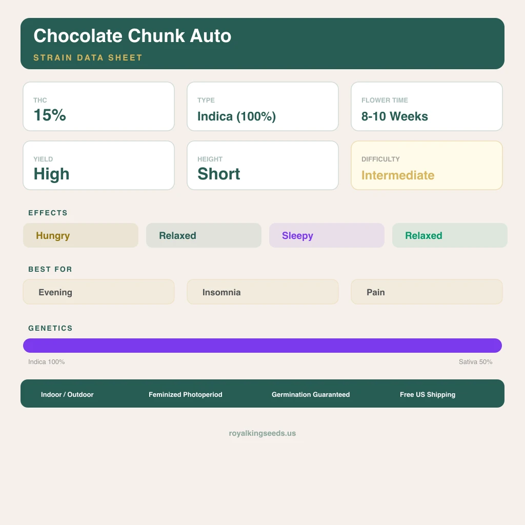 Chocolate Chunk 100% indica / 50% sativa — fleur avec trichomes visibles