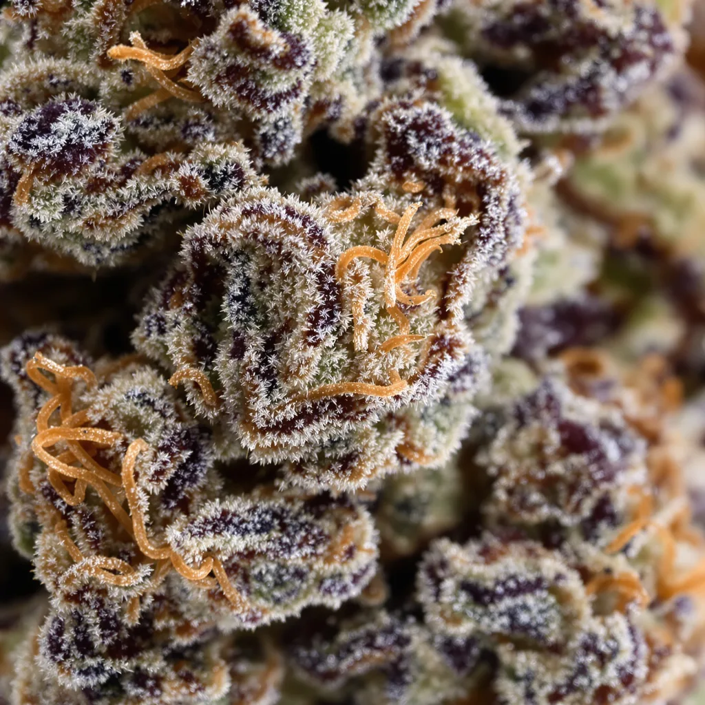 Gros plan de fleur de cannabis Chocolate Chunk montrant calices denses aux reflets violets