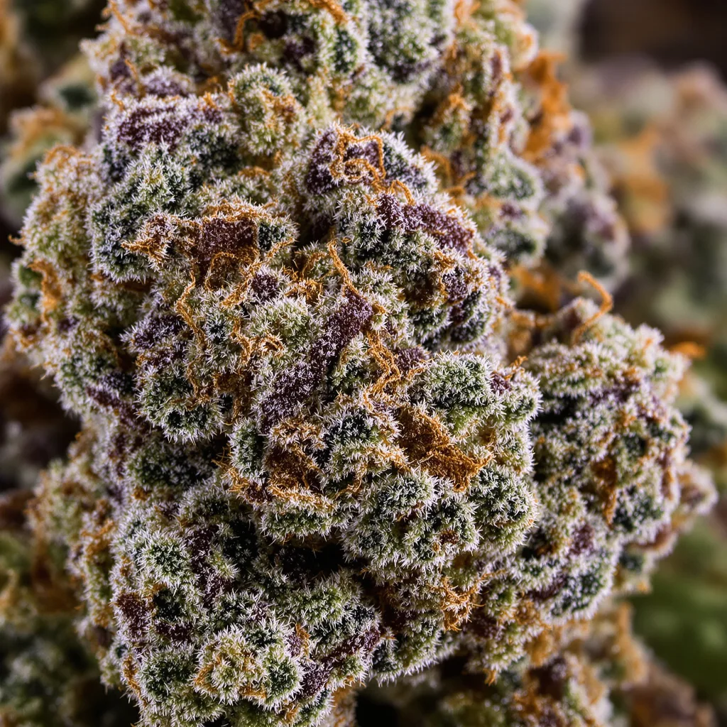 Gros plan de fleur de cannabis CHR Super OG montrant calices denses aux reflets violets