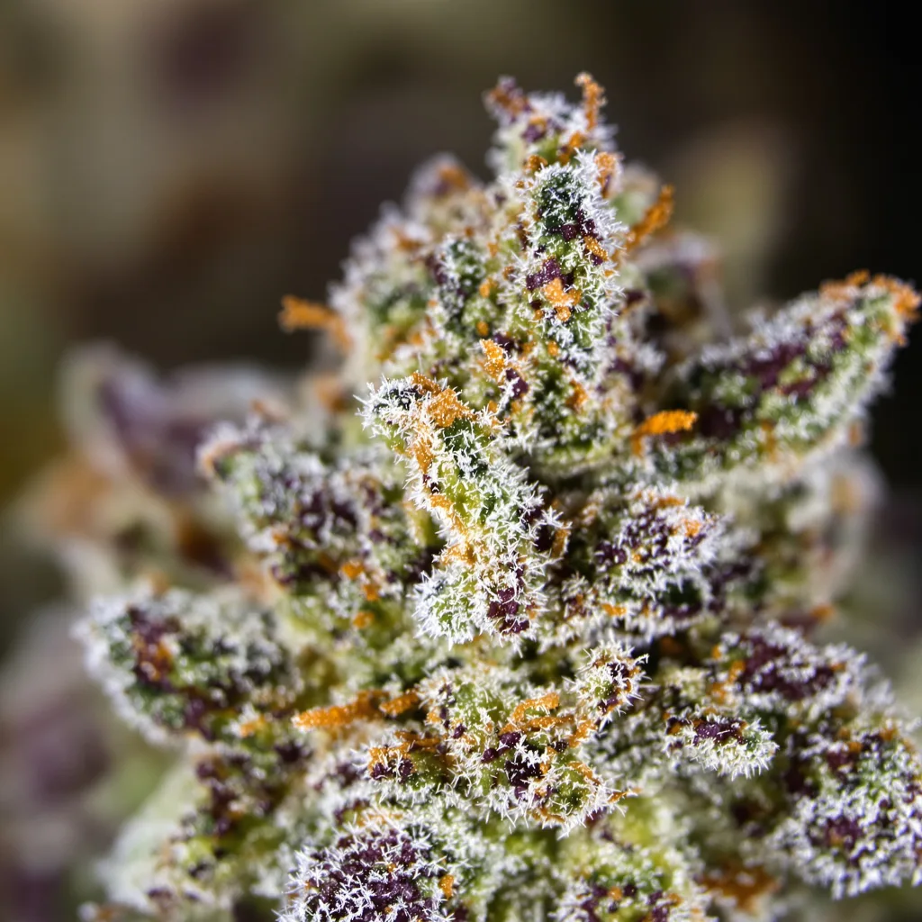 Gros plan de fleur de cannabis Chupacabra montrant structure équilibrée avec trichomes givrés