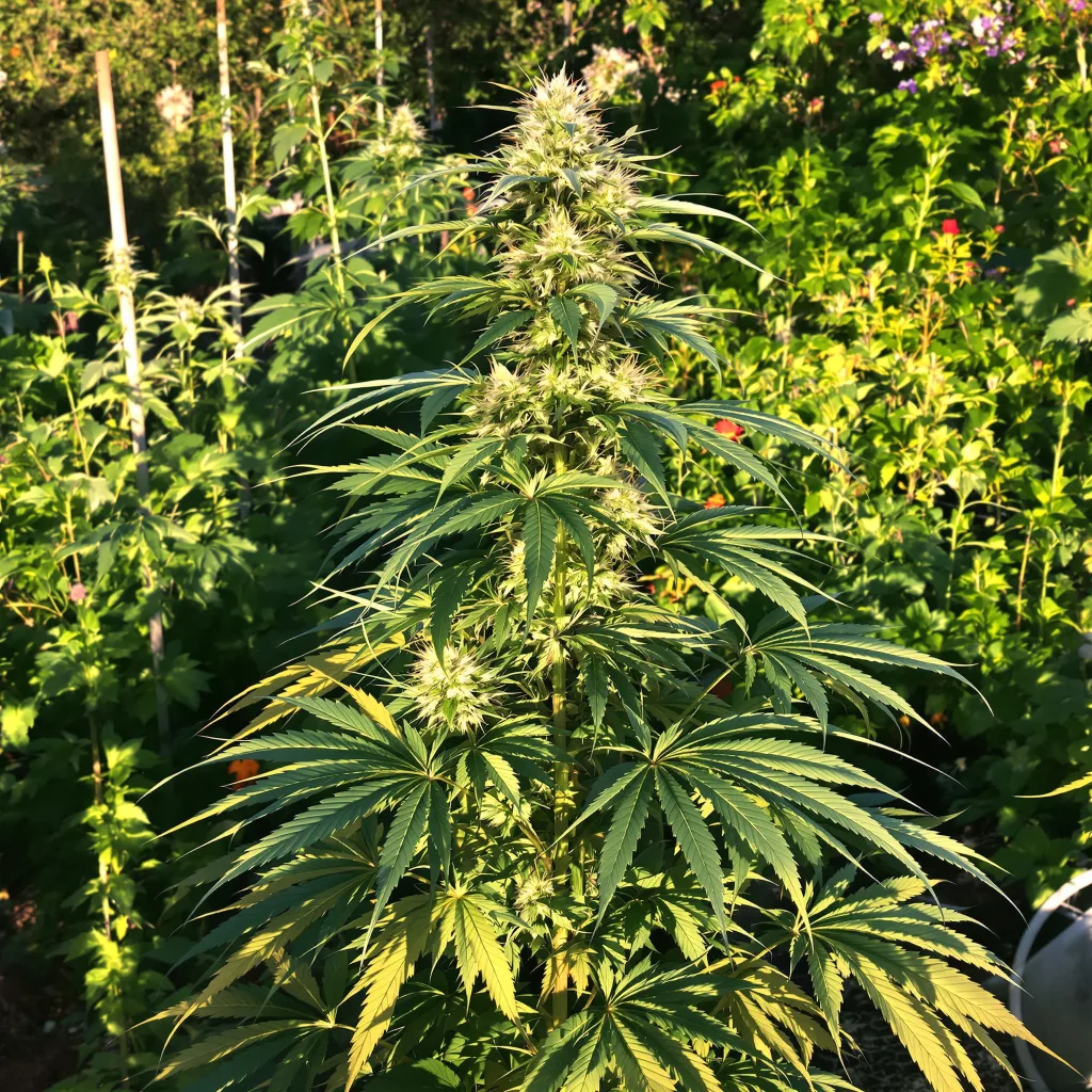Cinderella 99 5% indica / 95% sativa — fleur avec trichomes visibles