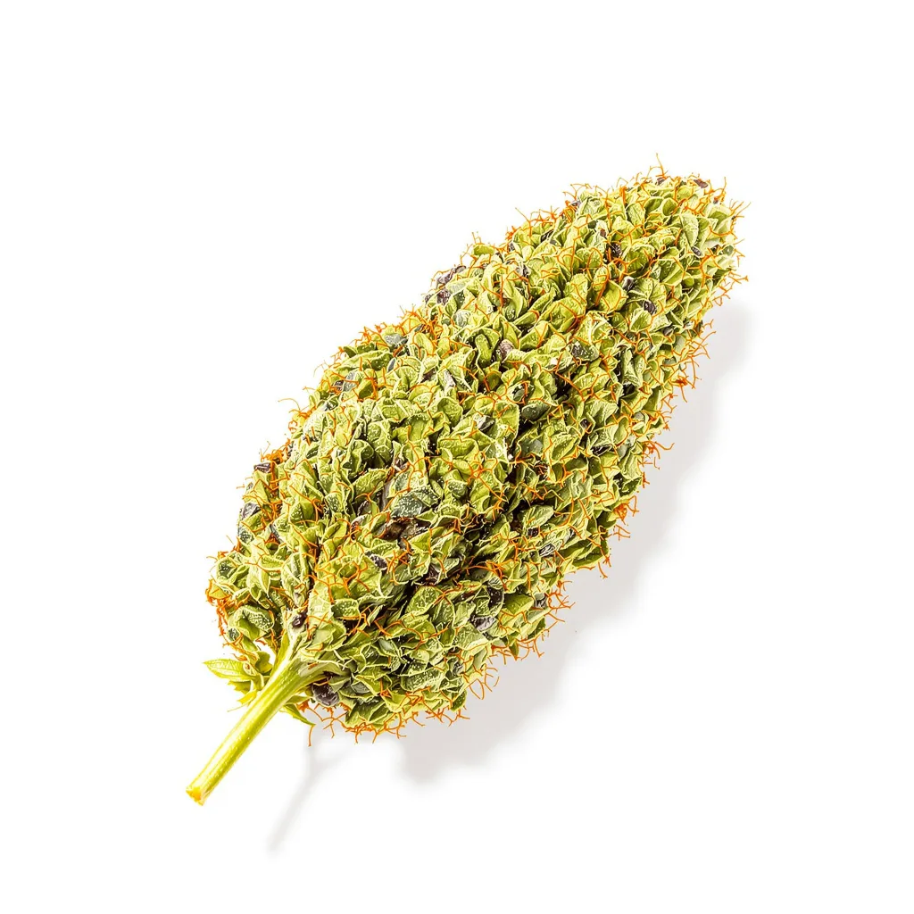 Cinderella 99 5% indica / 95% sativa — fleur avec trichomes visibles