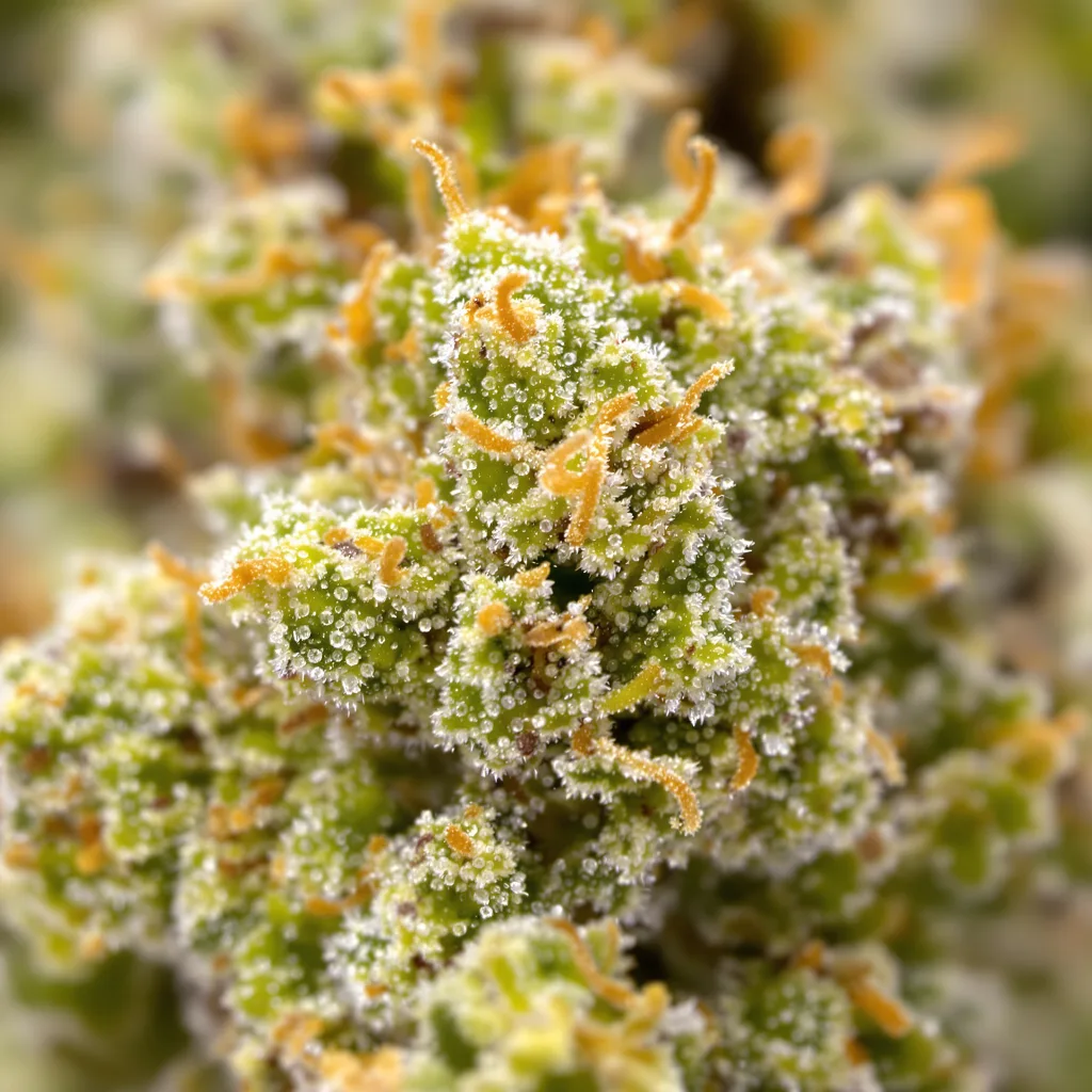 Gros plan de fleur de cannabis Cinderella's Dream montrant structure aérée vert lime