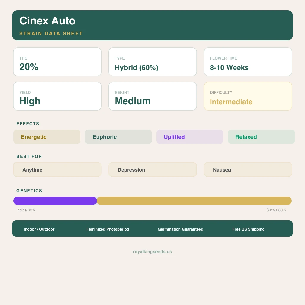 Cinex 30% indica / 60% sativa — fleur avec trichomes visibles