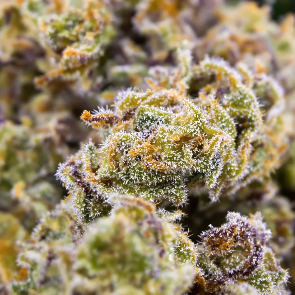 Gros plan de fleur de cannabis Cinex montrant structure ouverte avec pistils orangés