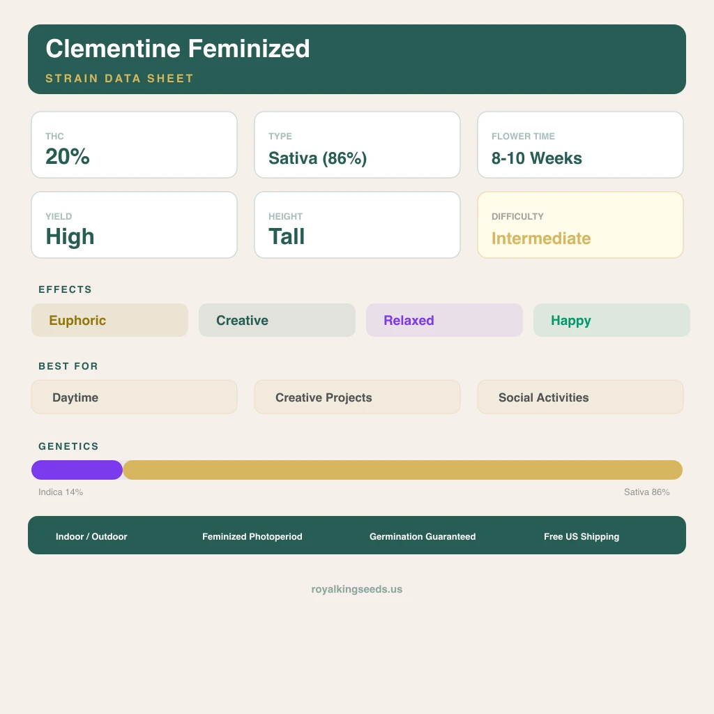 Clementine 14% indica / 86% sativa — fleur avec trichomes visibles
