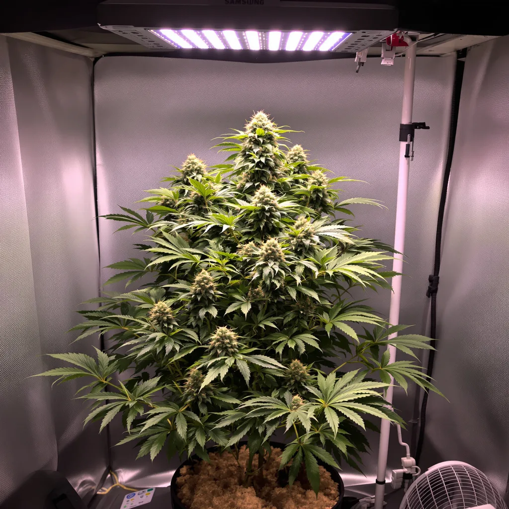 Plante de cannabis Cold War Kush en floraison — 90-130 cm féminisée