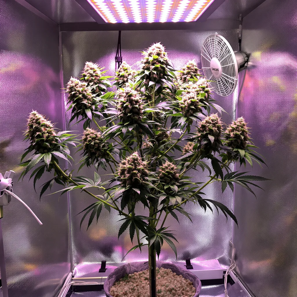 Plante de cannabis Colombian Gold en floraison — 120-180 cm féminisée