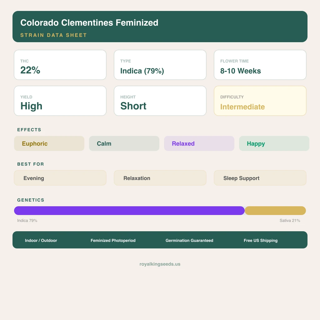 Colorado Clementines 79% indica / 21% sativa — fleur avec trichomes visibles