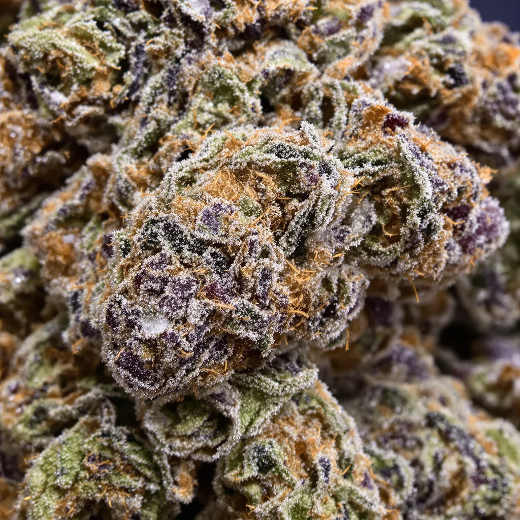 Gros plan de fleur de cannabis Colorado Clementines montrant calices denses aux reflets violets