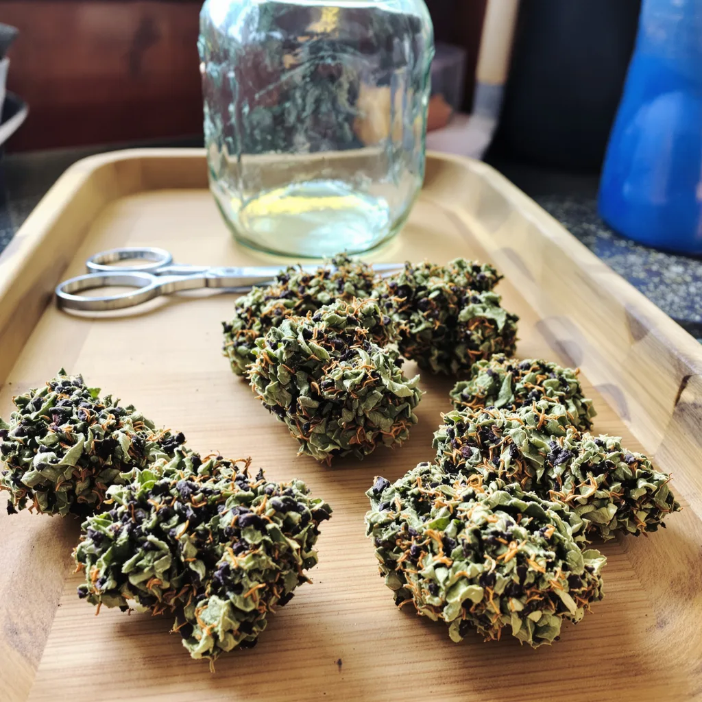 Conspiracy Kush 74% indica / 26% sativa — fleur avec trichomes visibles