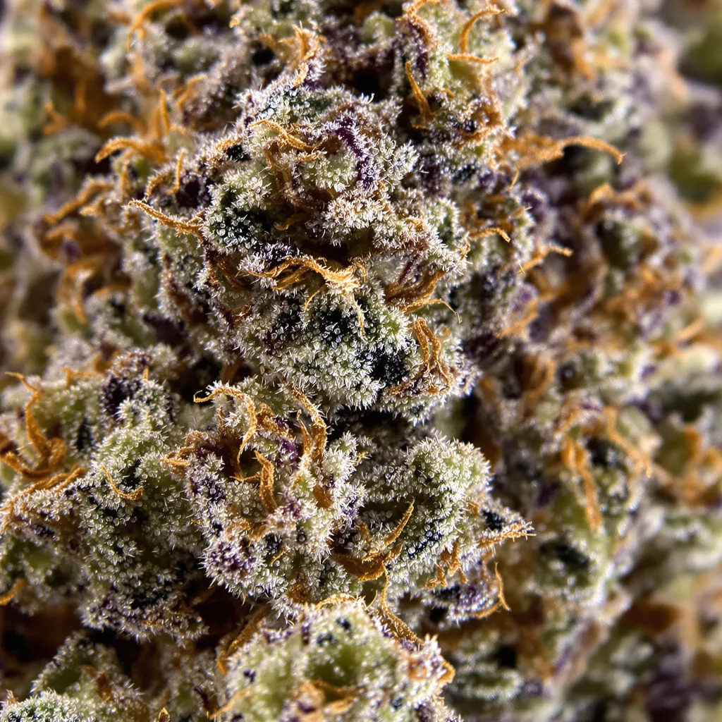 Gros plan de fleur de cannabis Conspiracy Kush montrant calices denses aux reflets violets