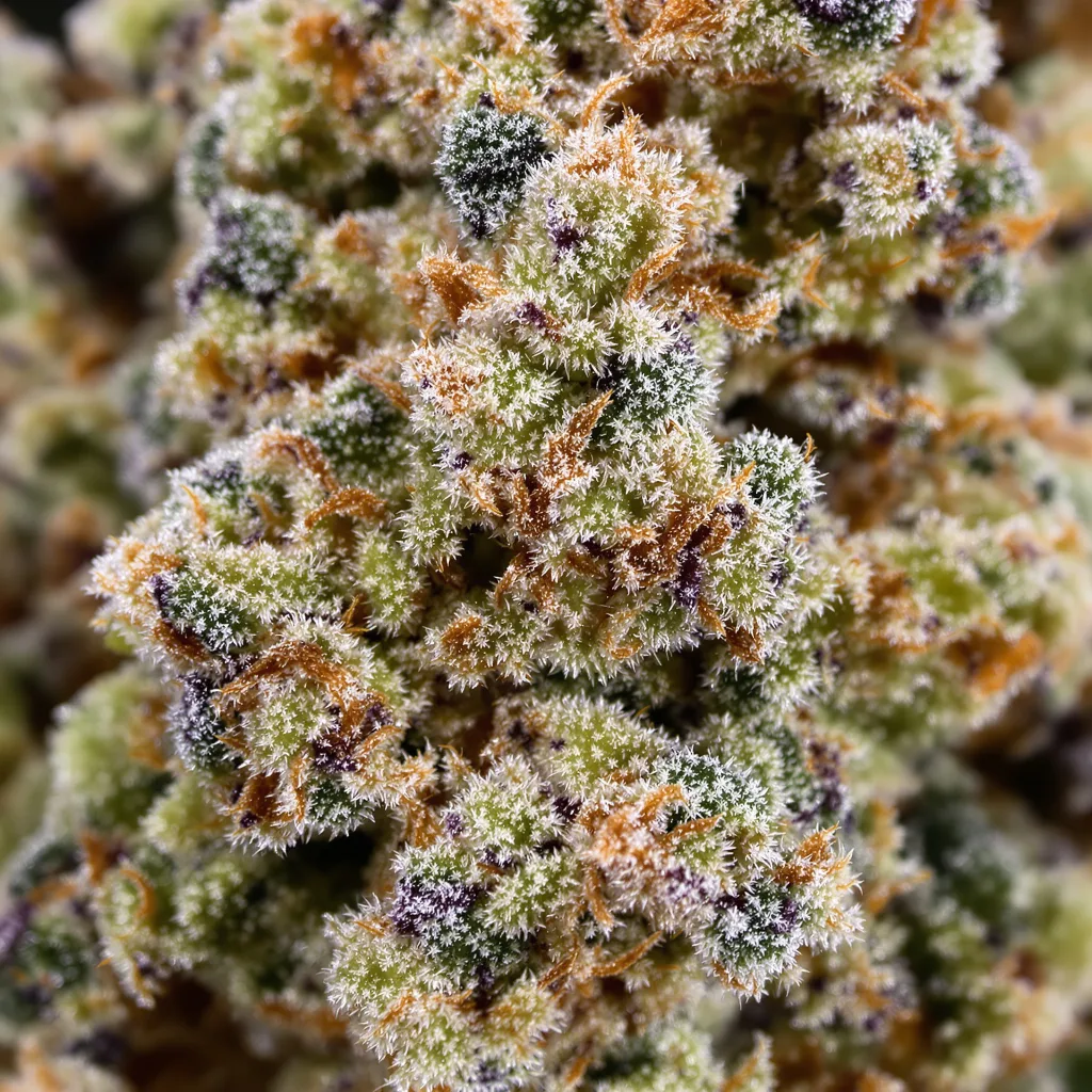 Gros plan de fleur de cannabis Cookie Breath montrant structure équilibrée avec trichomes givrés
