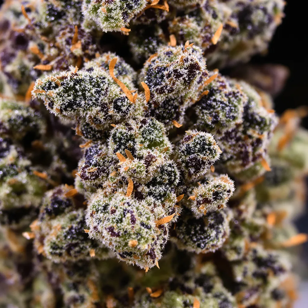 Gros plan de fleur de cannabis Cookie Jar montrant calices denses aux reflets violets