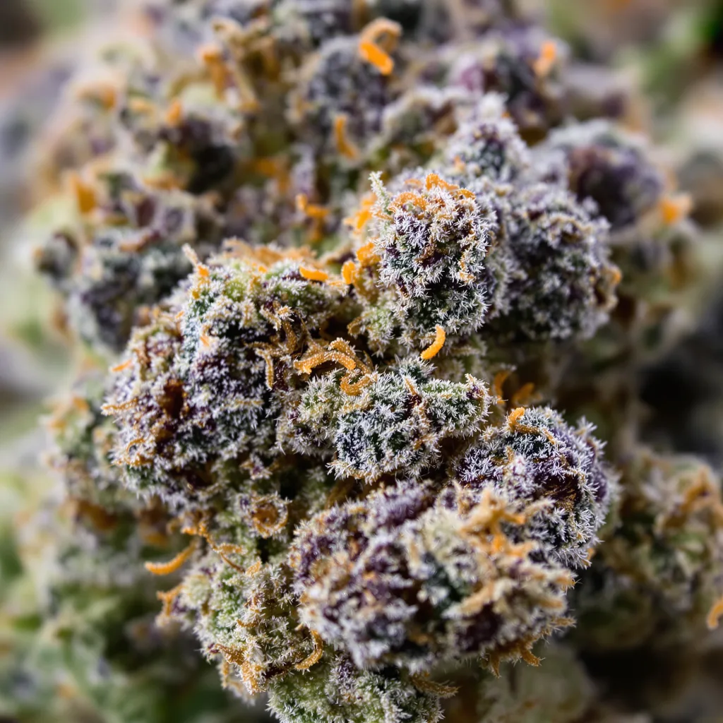 Gros plan de fleur de cannabis Cookie Monster montrant calices denses aux reflets violets
