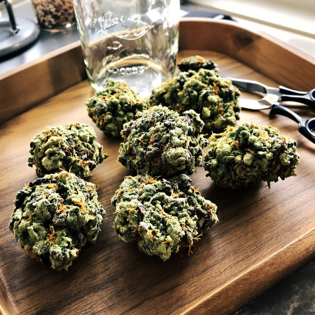 Cookies and Cream 52% indica / 48% sativa — fleur avec trichomes visibles