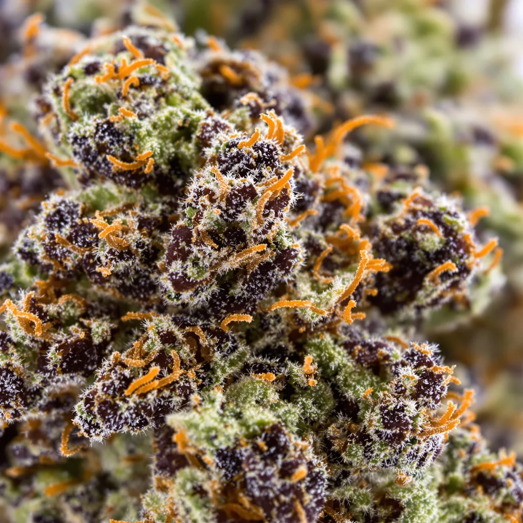 Gros plan de fleur de cannabis Cookies Kush montrant calices denses aux reflets violets