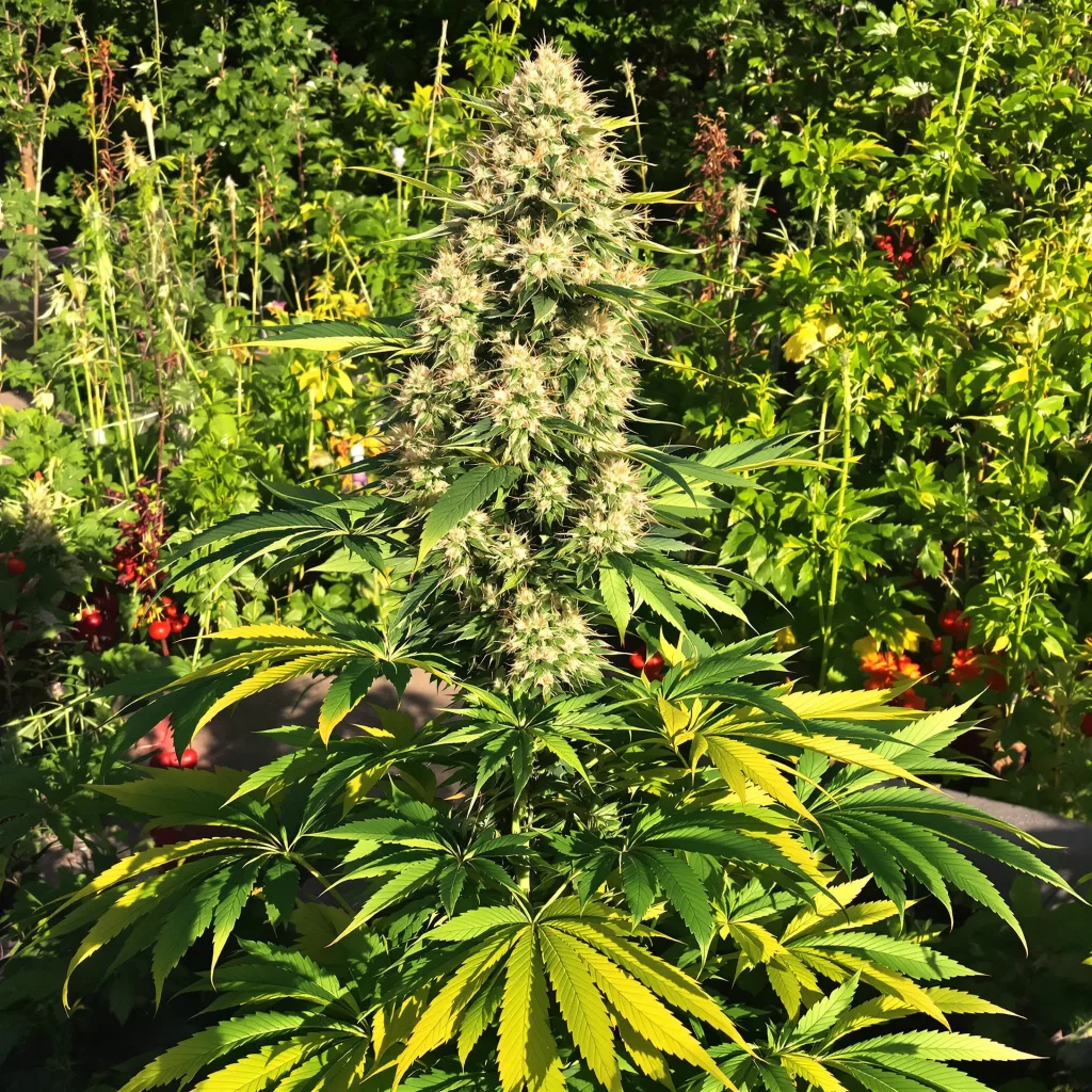 Corkscrew 57% indica / 43% sativa — fleur avec trichomes visibles
