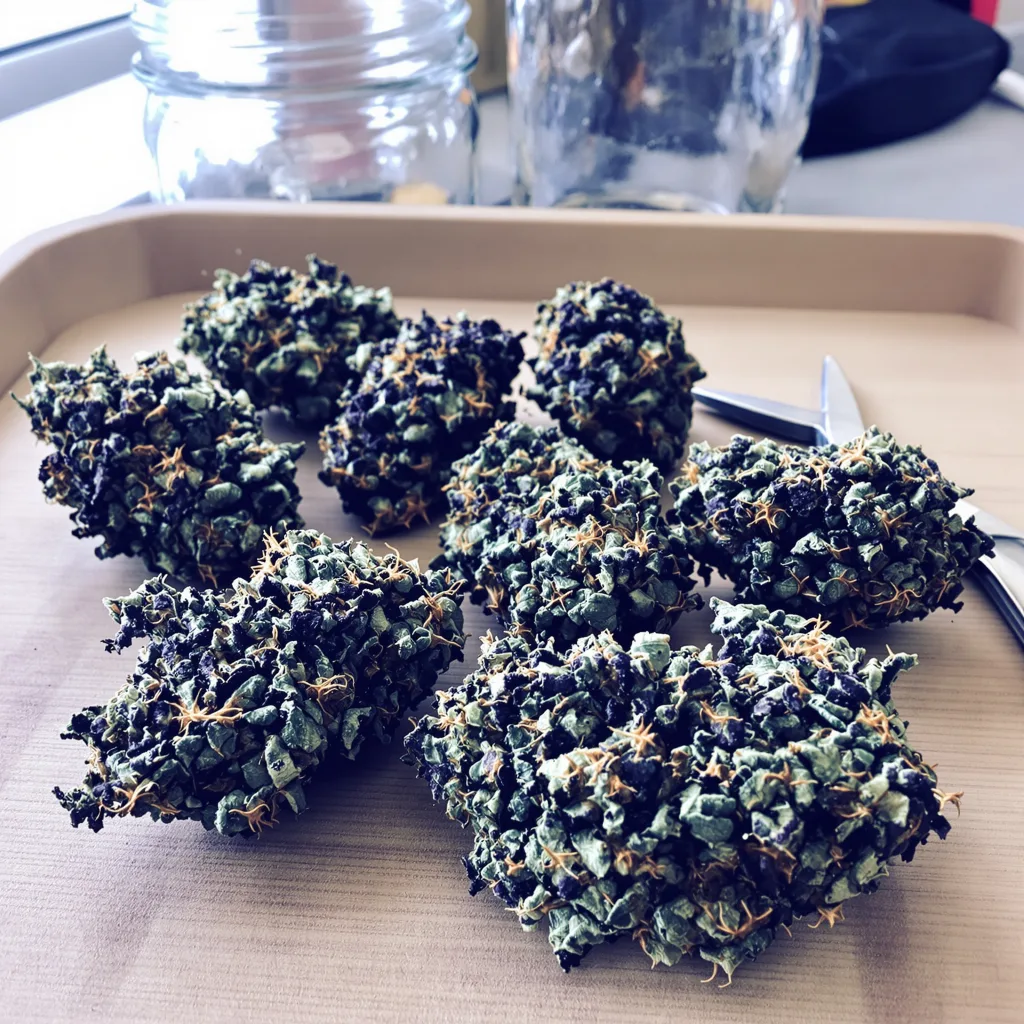 Cornbread 88% indica / 12% sativa — fleur avec trichomes visibles
