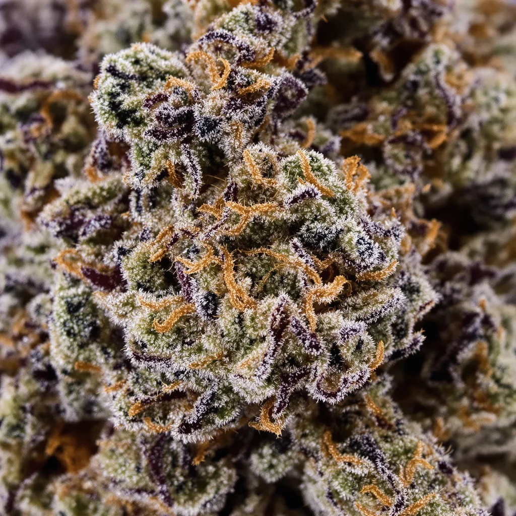 Gros plan de fleur de cannabis Cornbread montrant calices denses aux reflets violets