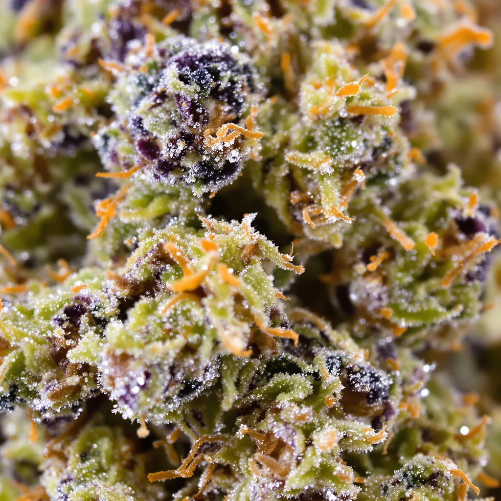 Gros plan de fleur de cannabis Cotton Candy Kush montrant structure équilibrée avec trichomes givrés