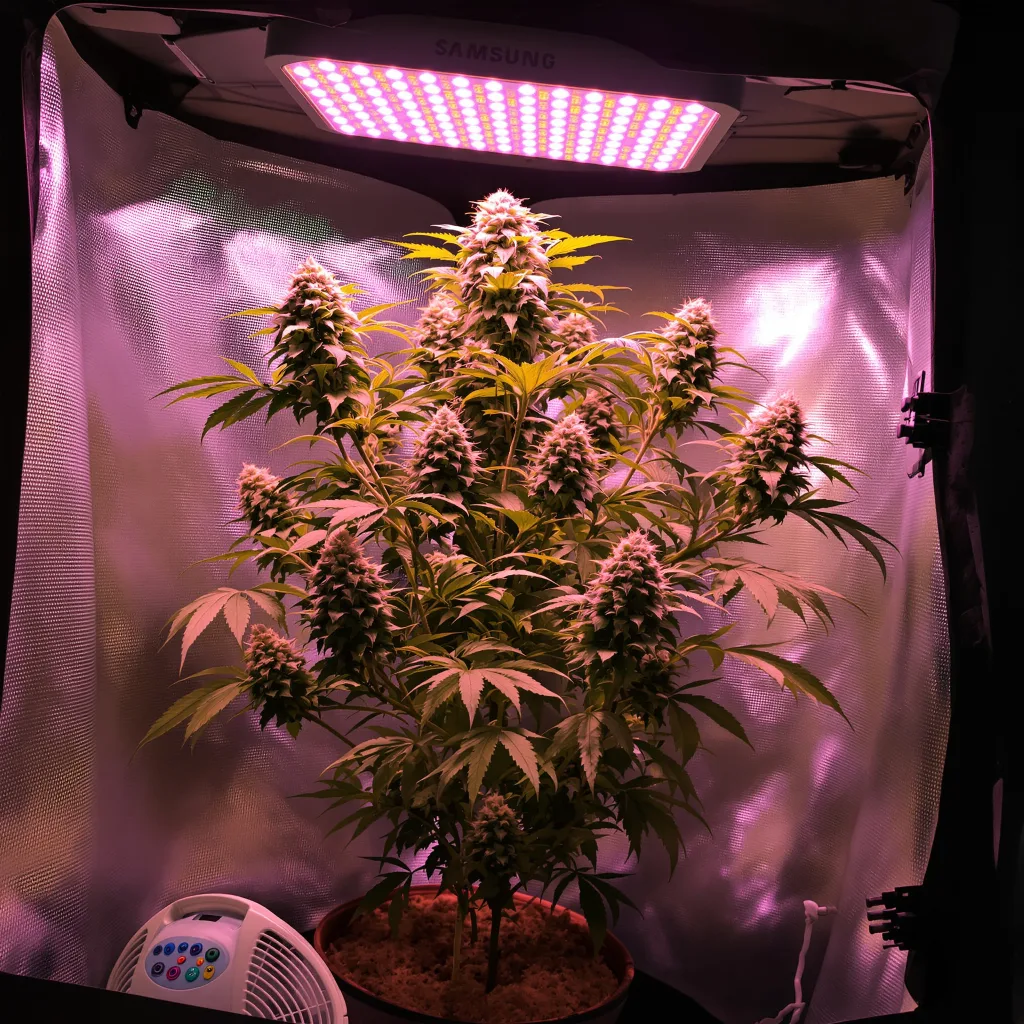 Plante de cannabis Couch Lock Mixpack en floraison — 120-180 cm féminisée